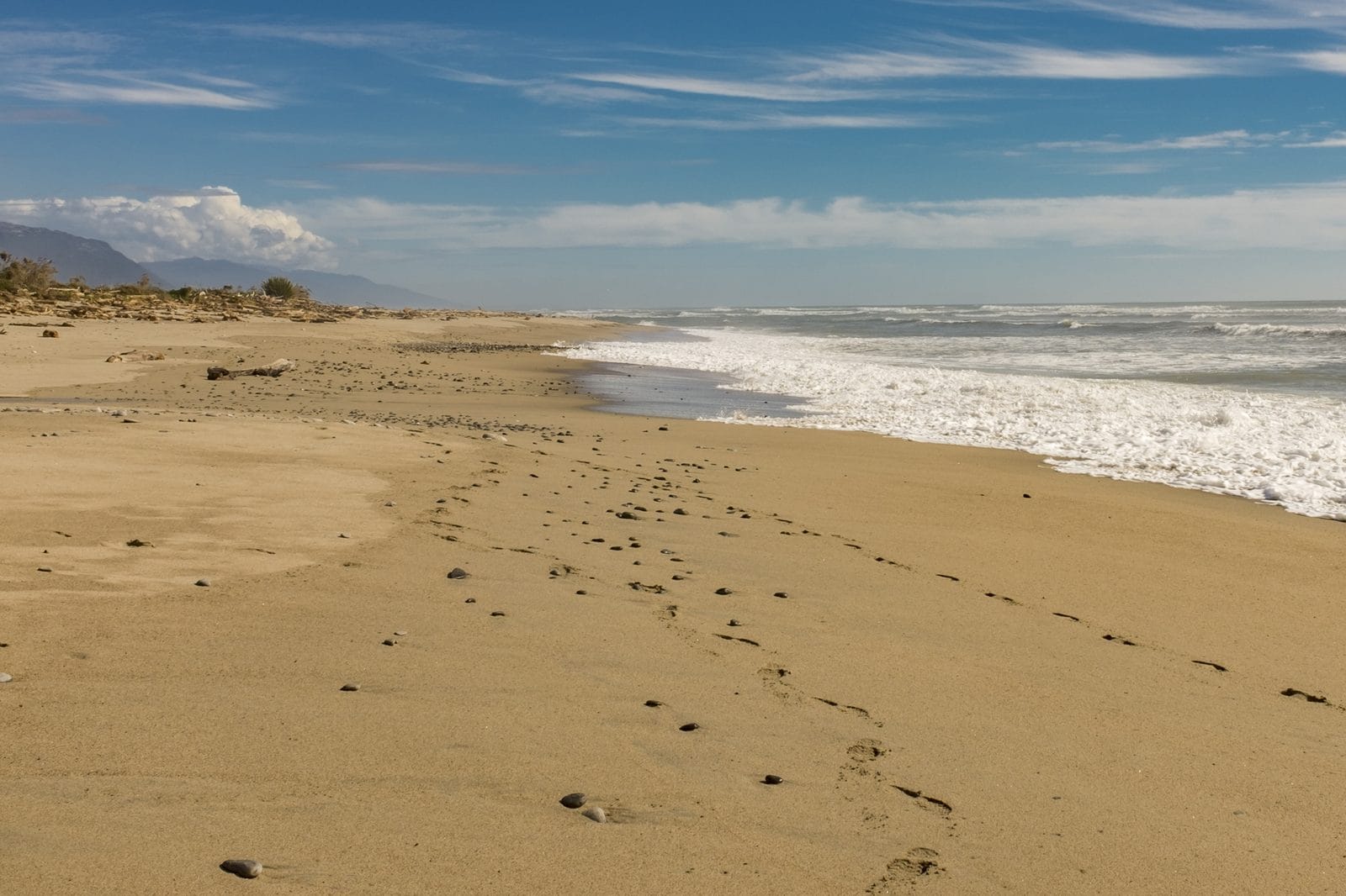 Driftwood scattered along a wild West Coast beach