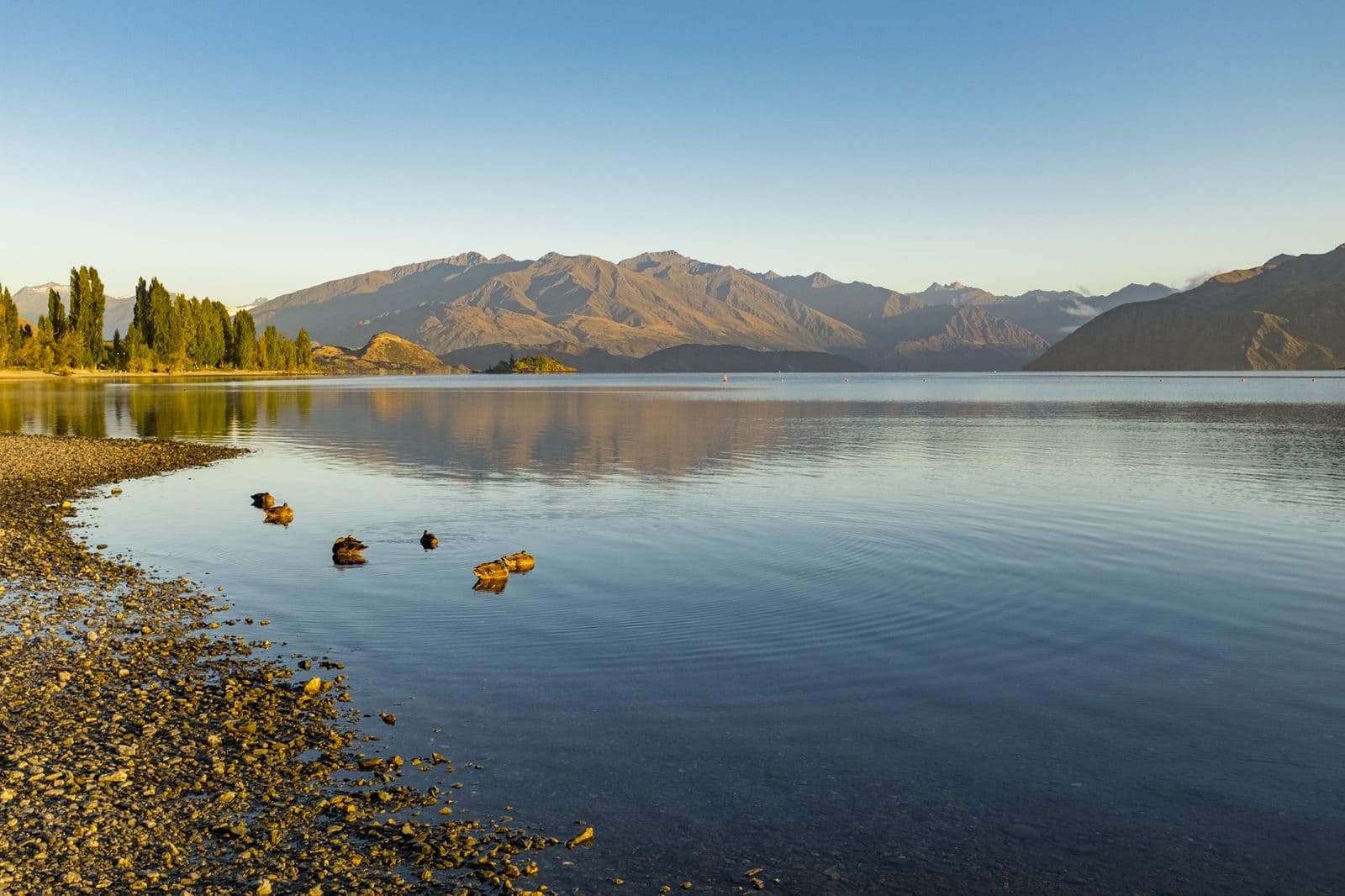 Autumn trees reflected in Lake Wanaka