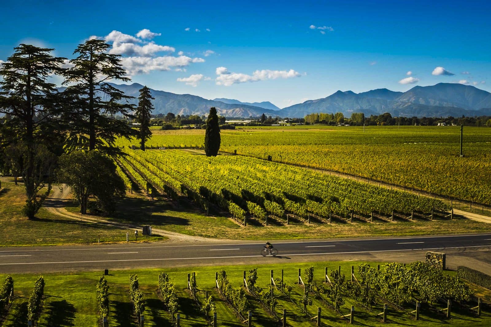 Rows of vines in the Marlborough wine region