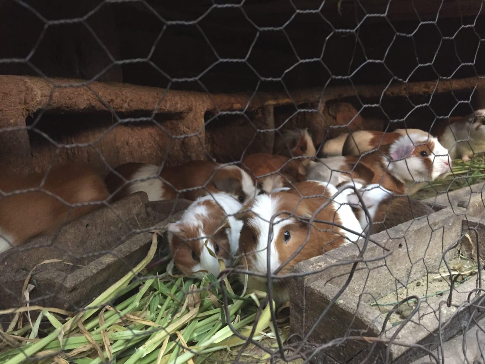 Guinea pigs in a pen at a market near Cusco, farmed for food