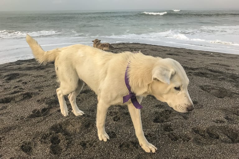 beach_dog_bali.jpg
