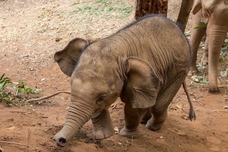 Baby elephant Kili building up her strength by charging up the dusty slopes of her enclosure.