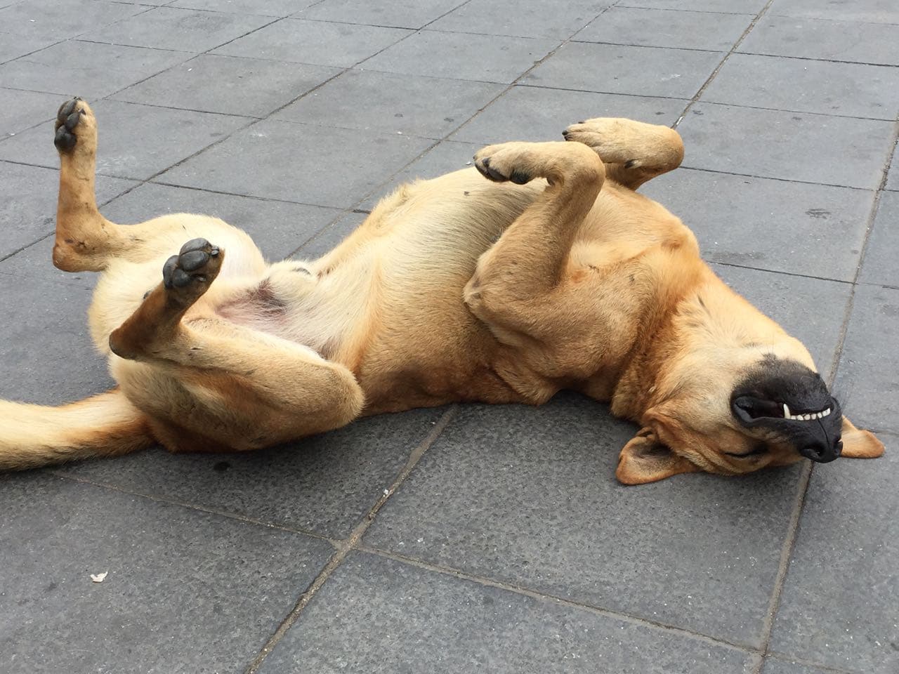 A dog lying on its back in the sun at one of our housesits