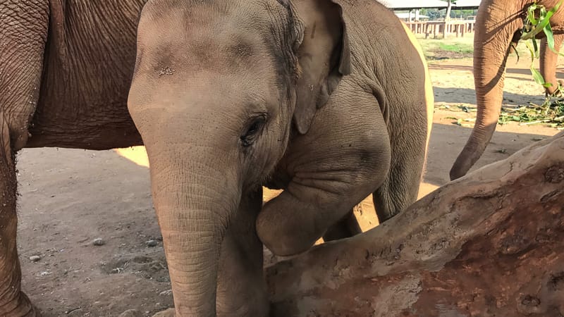 A young elephant at the sanctuary