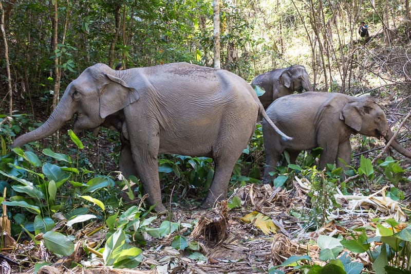 Elephants moving freely through the forest in northern Thailand