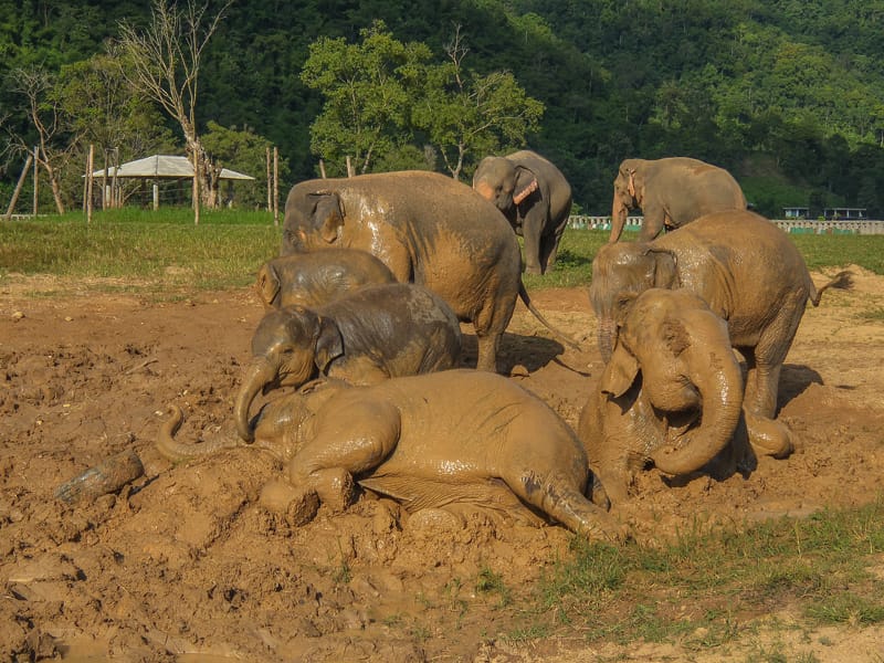 Elephants bathing in mud at a sanctuary in northern Thailand