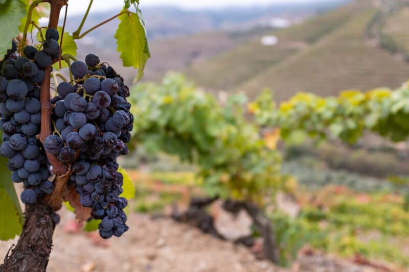 400 grapes to make a bottle