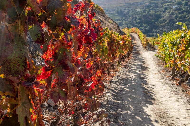 A close up of a row of vines with the leaves starting to turn au